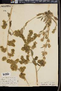 Phacelia secunda image