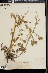 Phacelia distans image