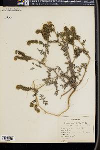 Phacelia distans image