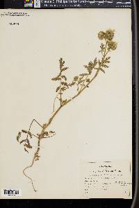 Phacelia distans image