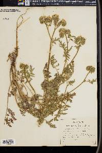 Phacelia distans image