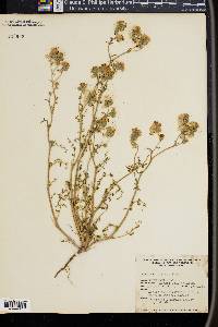 Phacelia distans image