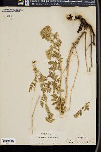 Phacelia decumbens image