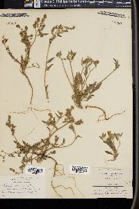 Phacelia davidsonii image