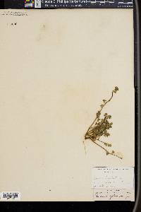 Phacelia douglasii image