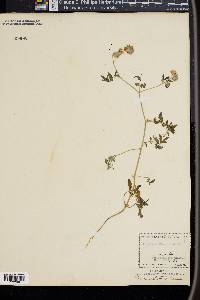 Phacelia distans image