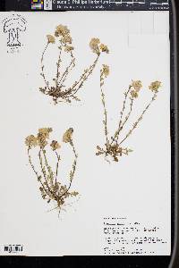 Phacelia dubia image