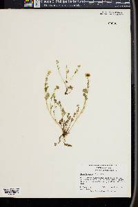 Phacelia dubia image