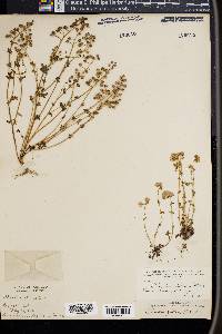 Phacelia glabra image