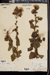 Phacelia grandiflora image