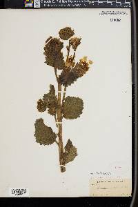 Phacelia grandiflora image