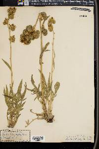 Phacelia heterophylla image