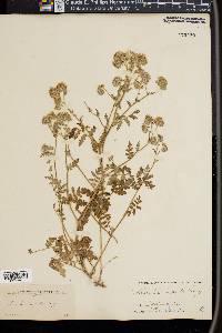 Phacelia hispida image