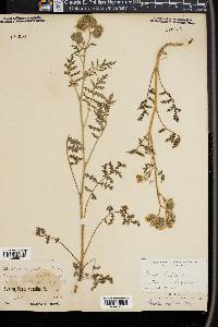 Phacelia hispida image