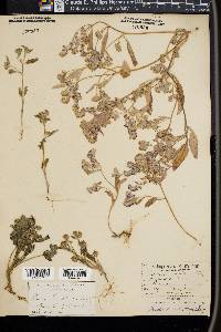 Phacelia humilis image