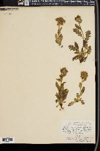 Phacelia sericea image