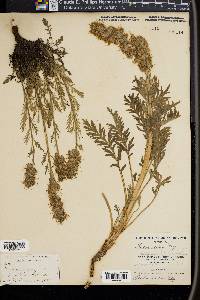 Phacelia sericea image