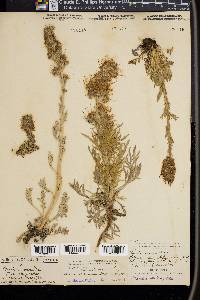 Phacelia sericea image