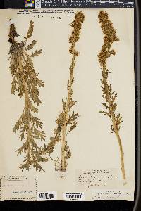 Phacelia sericea image