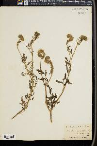 Phacelia tanacetifolia image