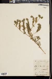 Phacelia tanacetifolia image