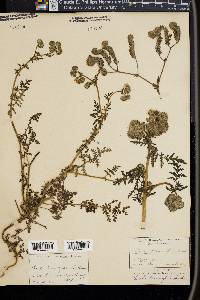 Phacelia tanacetifolia image