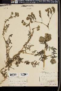 Phacelia tanacetifolia image