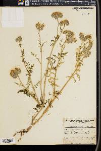 Phacelia tanacetifolia image