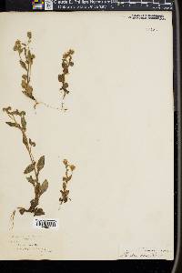 Phacelia verna image