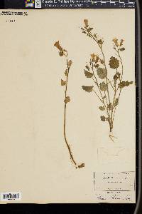 Phacelia whitlavia image