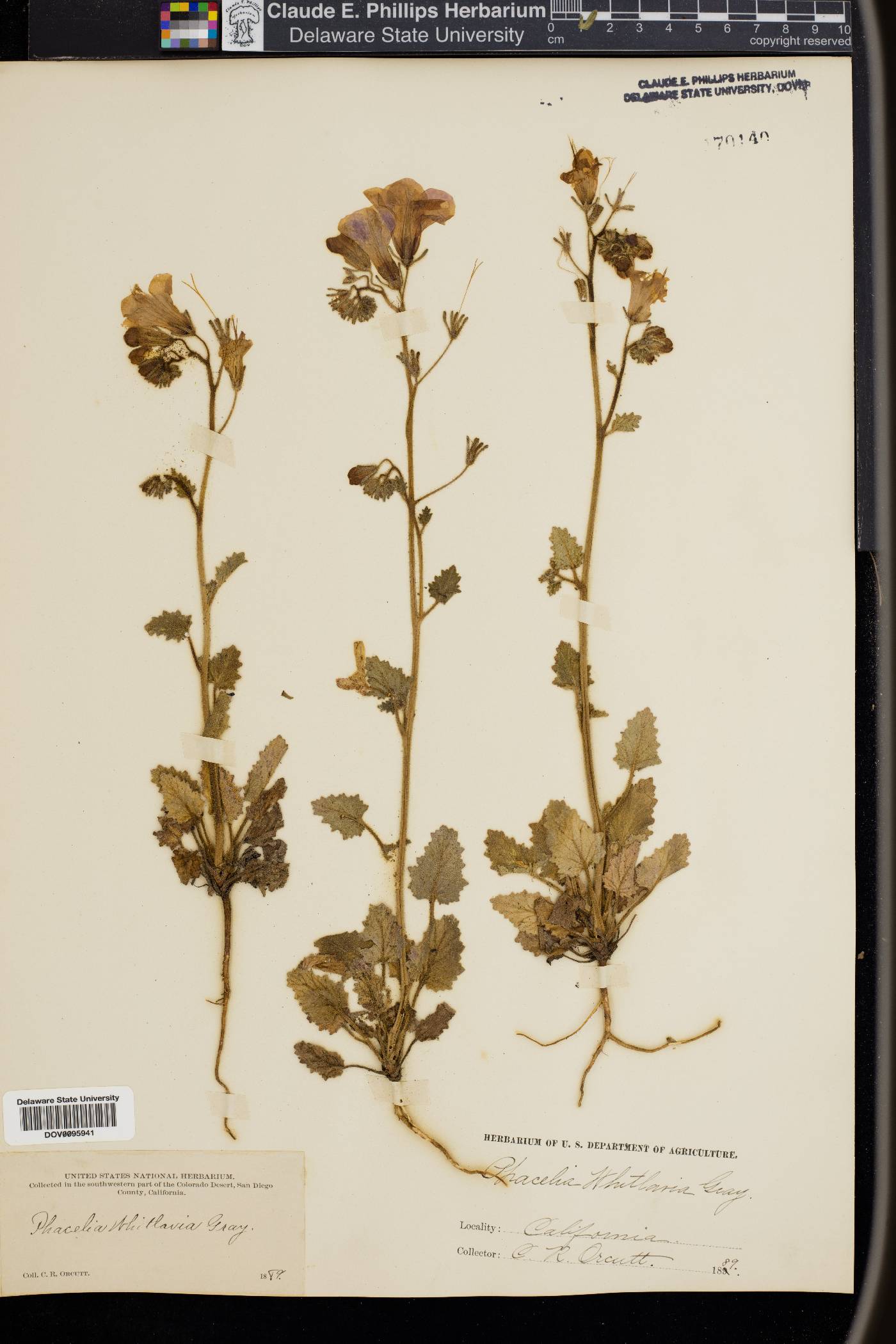 Phacelia whitlavia image