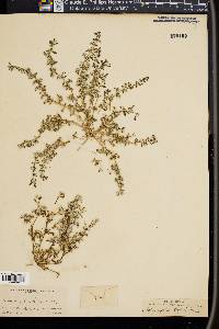 Achyronychia cooperi image