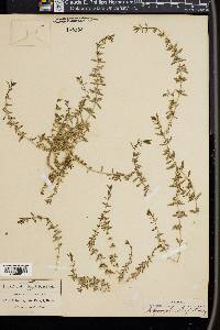 Scopulophila parryi image