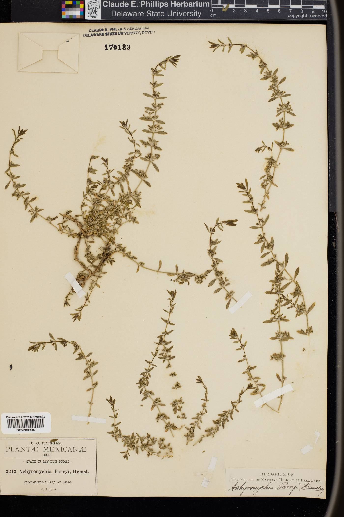 Scopulophila parryi image
