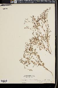 Paronychia canadensis image