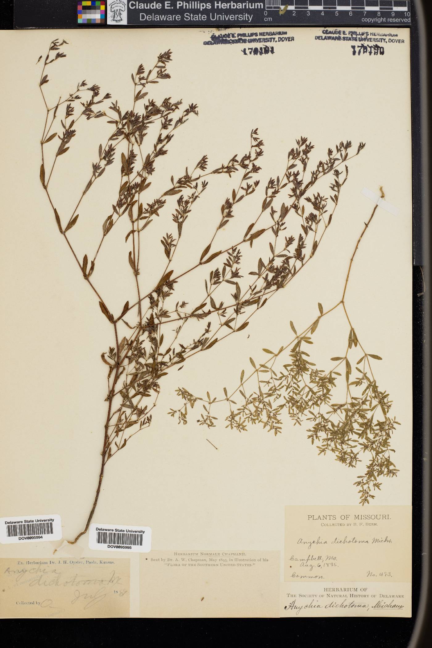 Anychia image