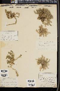 Cardionema ramosissima image