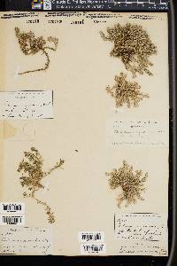 Cardionema ramosissima image