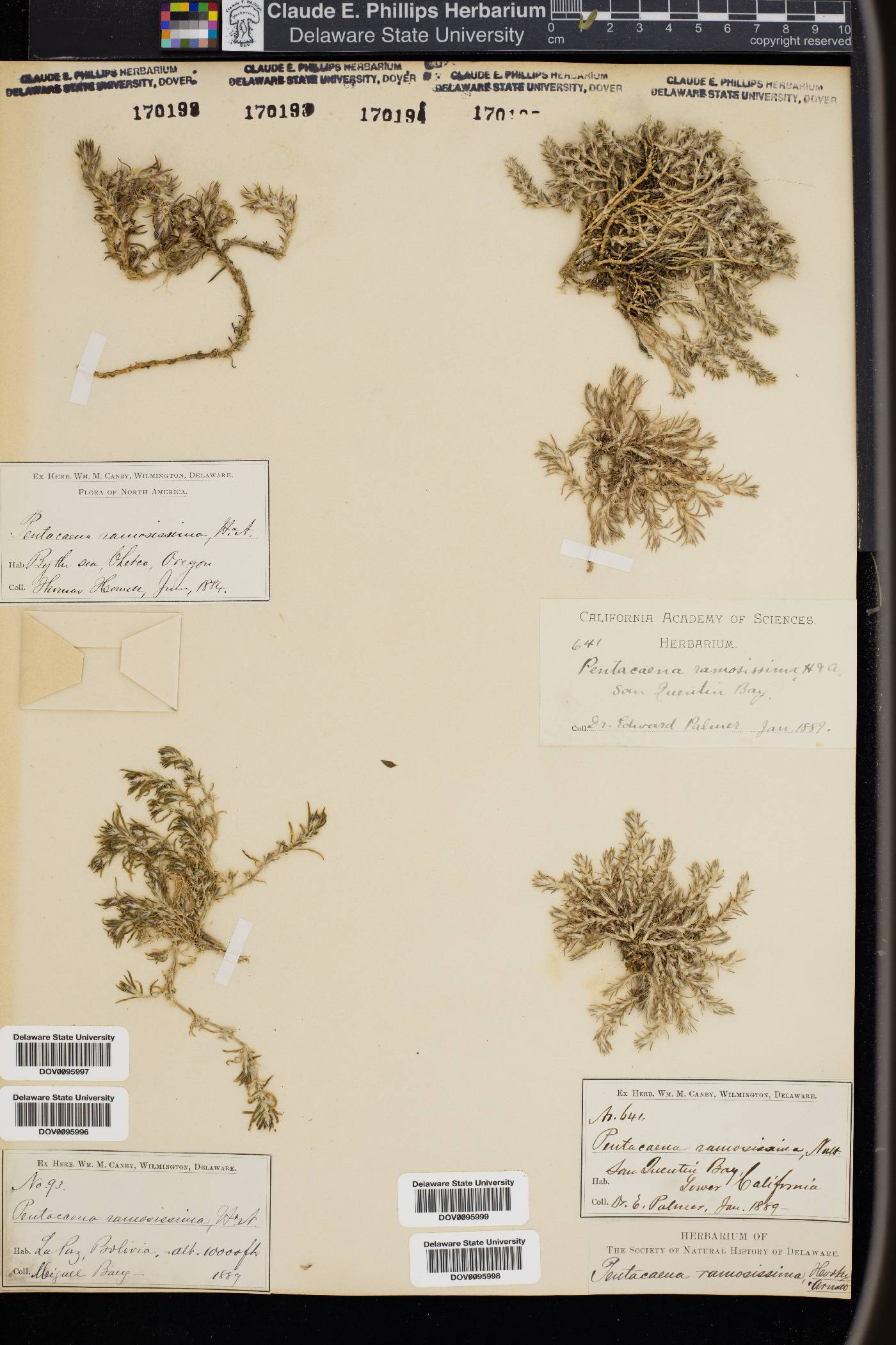 Cardionema ramosissima image