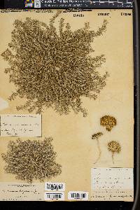 Cardionema ramosissima image