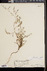 Paronychia baldwinii image