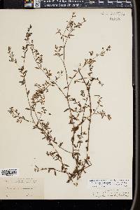 Paronychia baldwinii image