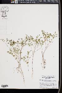 Paronychia canadensis image
