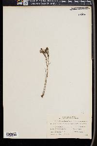 Paronychia jamesii image