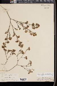 Paronychia rugelii image