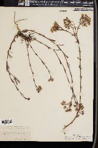 Siphonychia erecta image