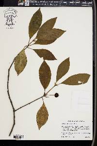 Illicium floridanum image