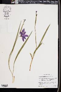 Alophia drummondii image