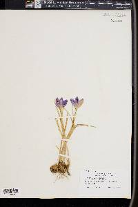 Crocus corsicus image