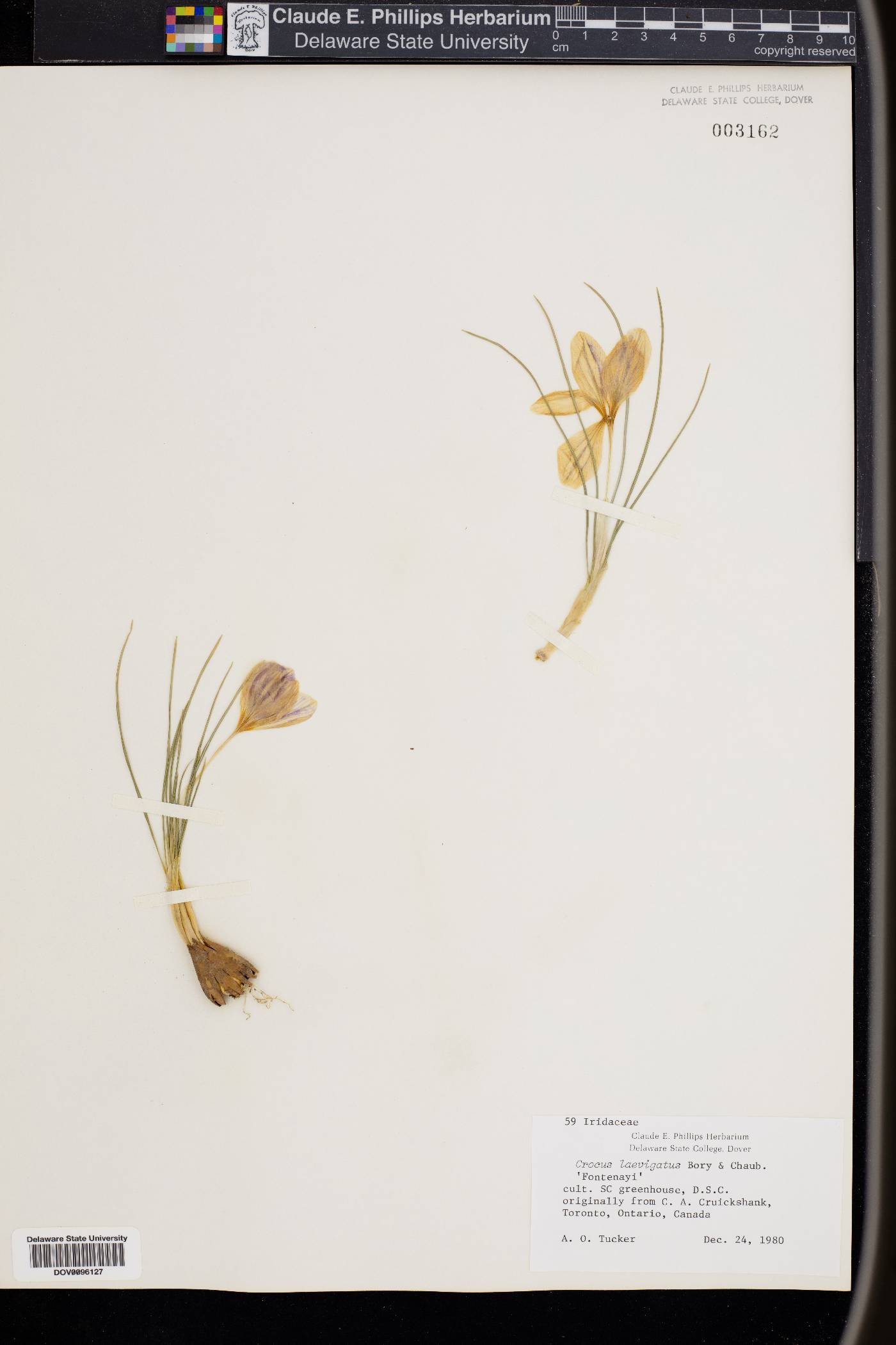 Crocus laevigatus image